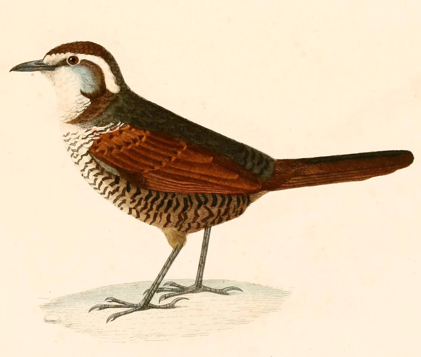 White-throated Tapaculo
