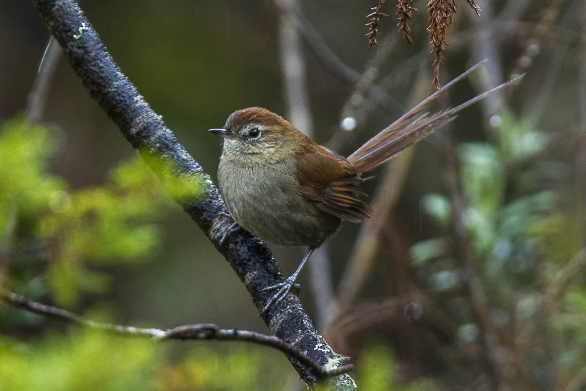 White-chinned Thistletail