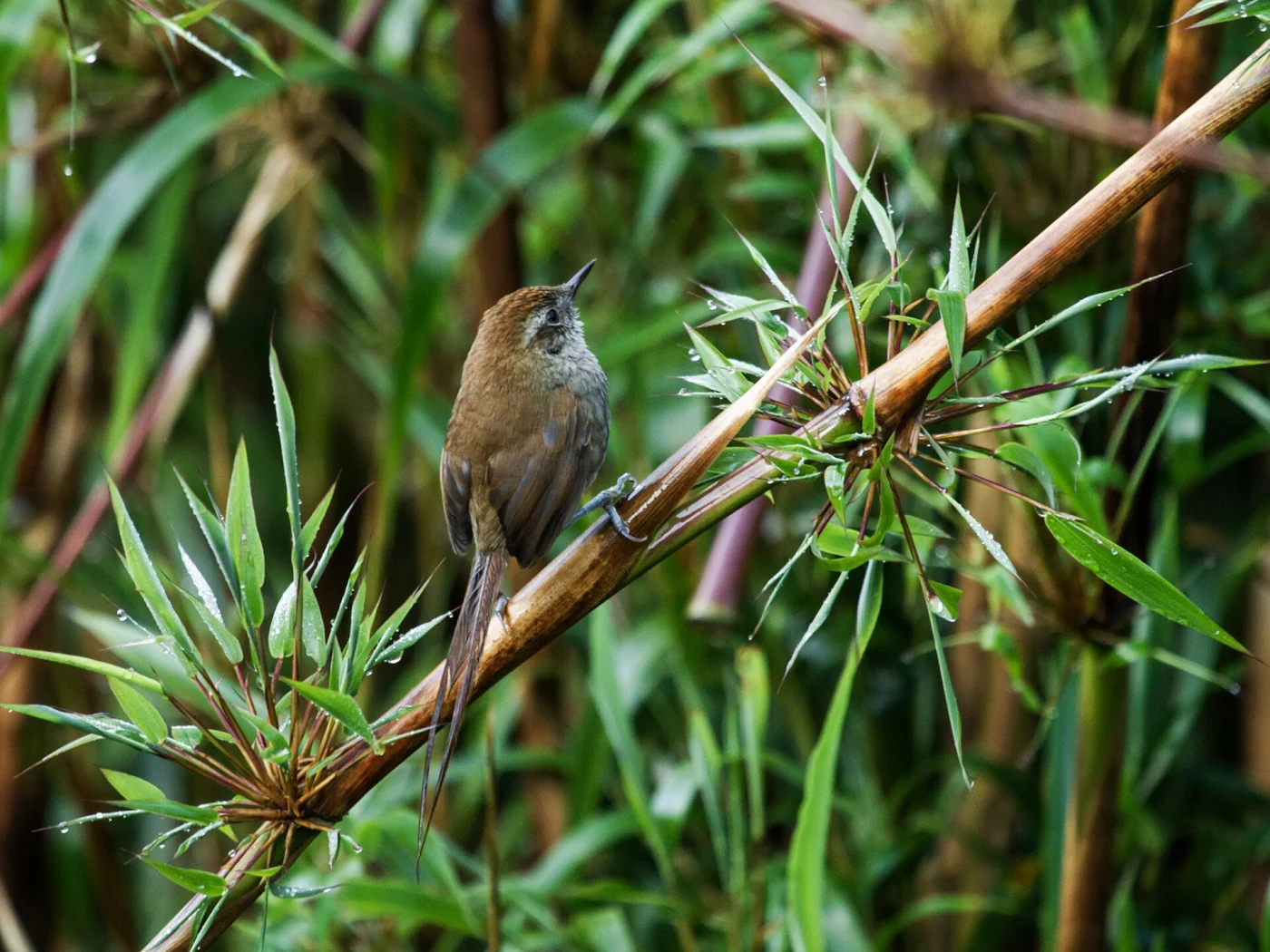 Vilcabamba Thistletail