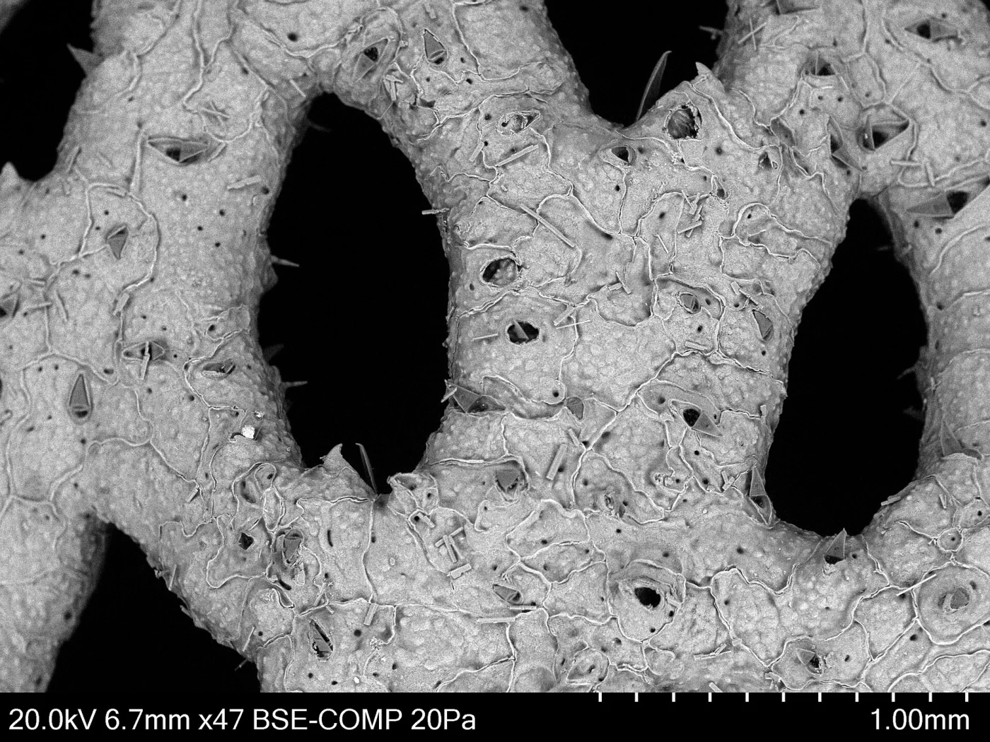Schizoretepora aviculifera