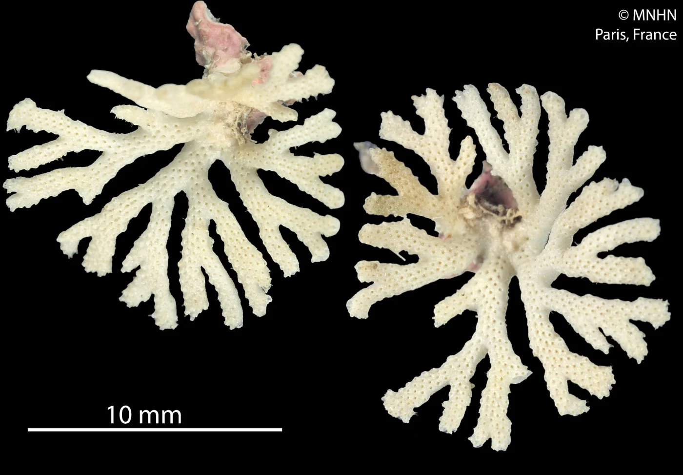 Schizoretepora hassi