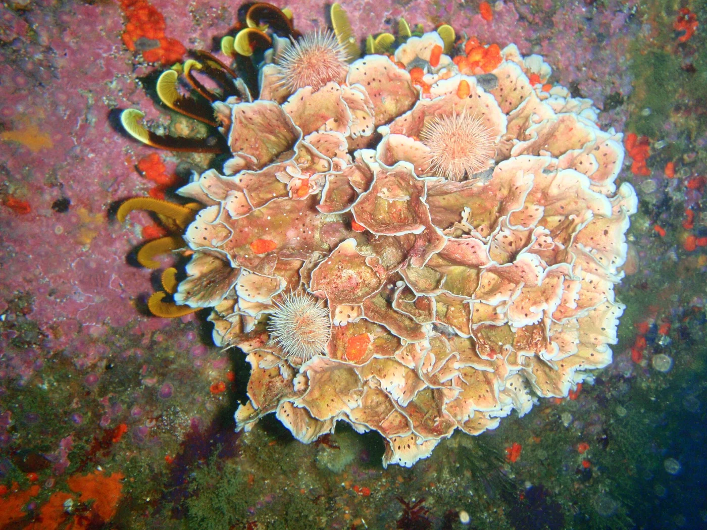 Schizoretepora robusta