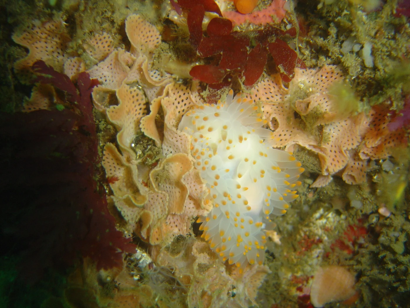 lacy false coral