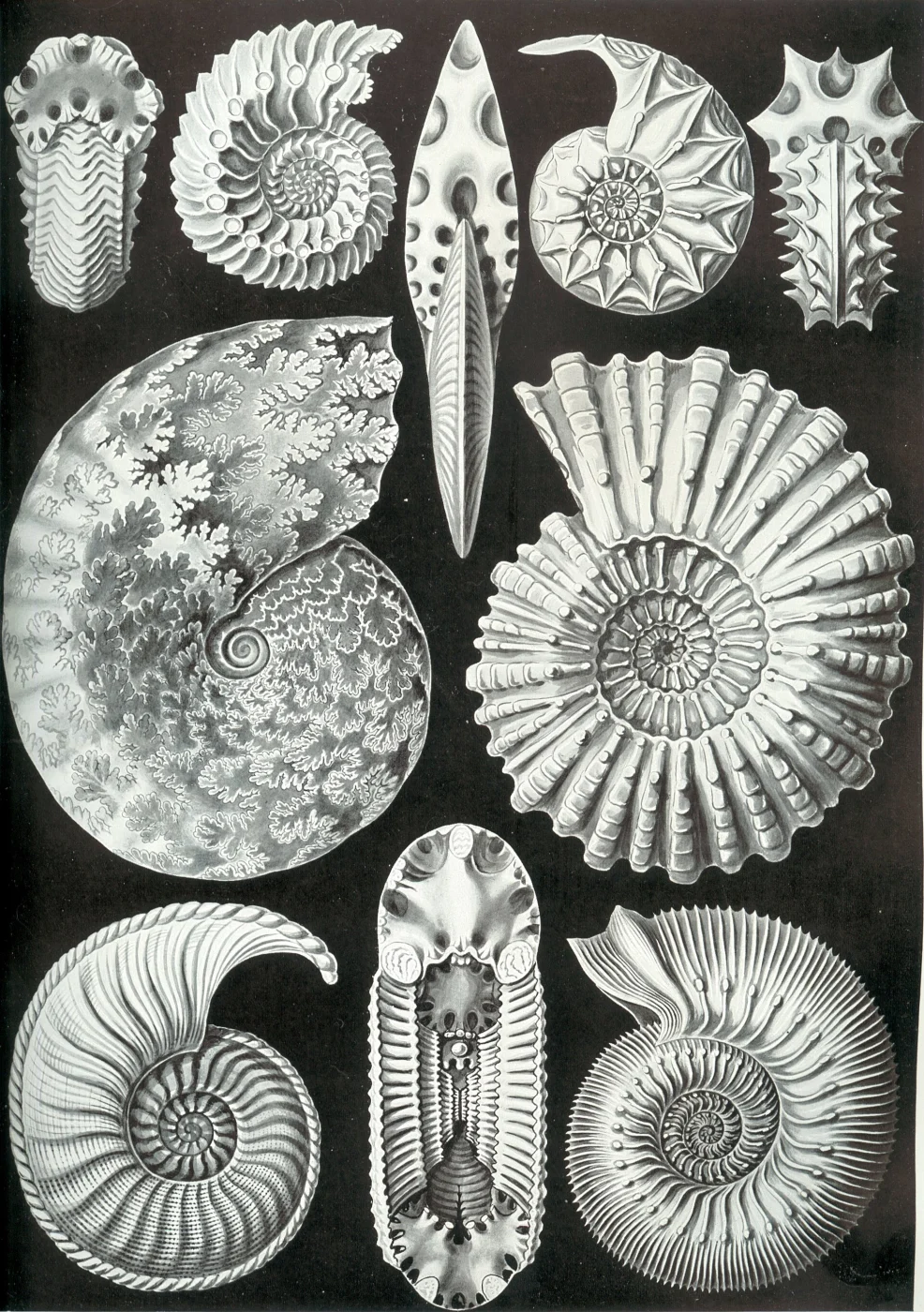 Schloenbachia varians