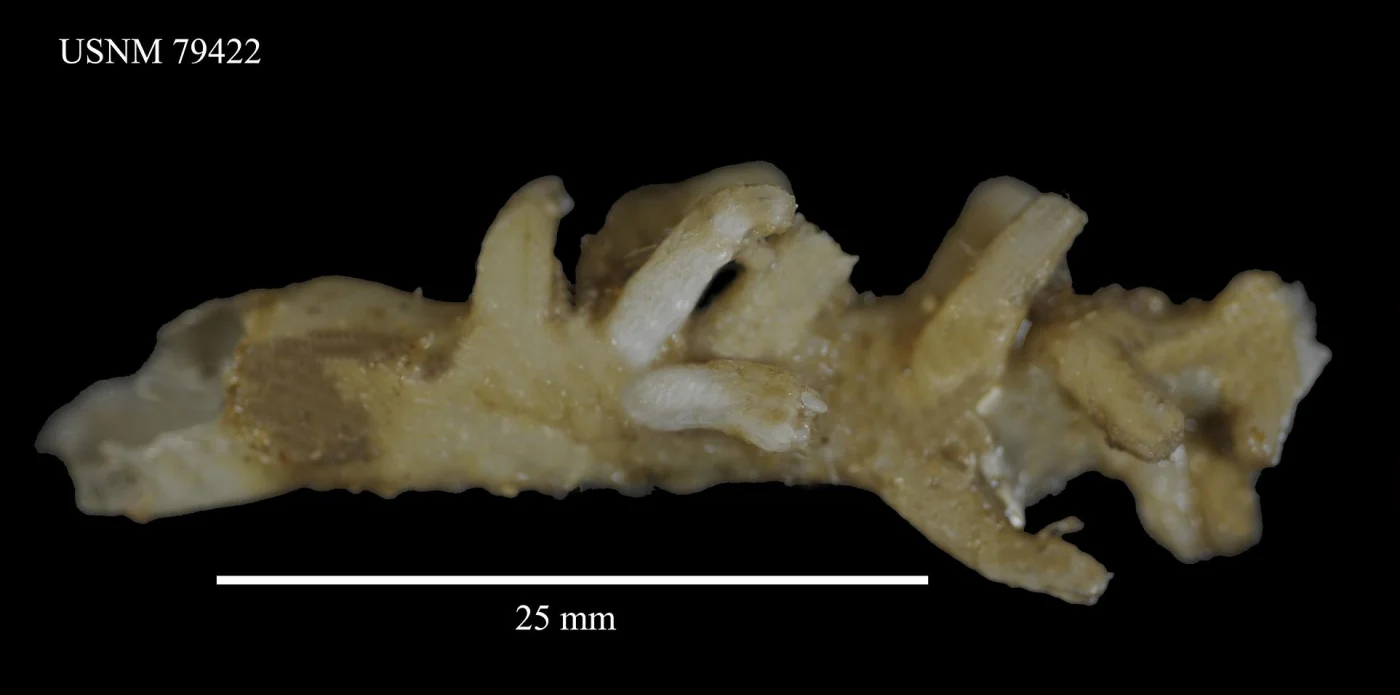 Scleranthelia thomsoni