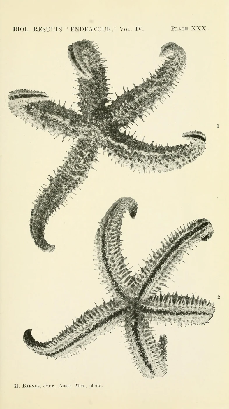 Sclerasterias dubia