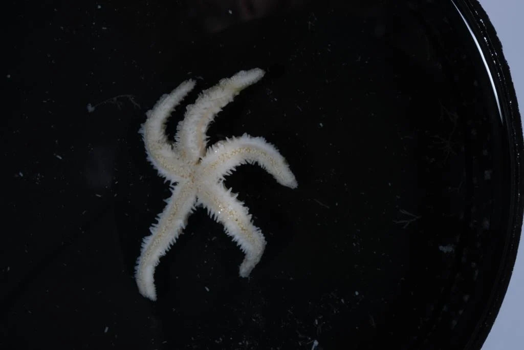 Sclerasterias eructans