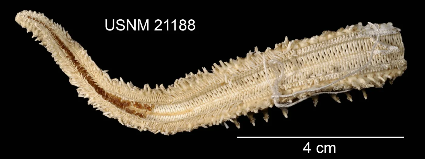 Sclerasterias euplecta