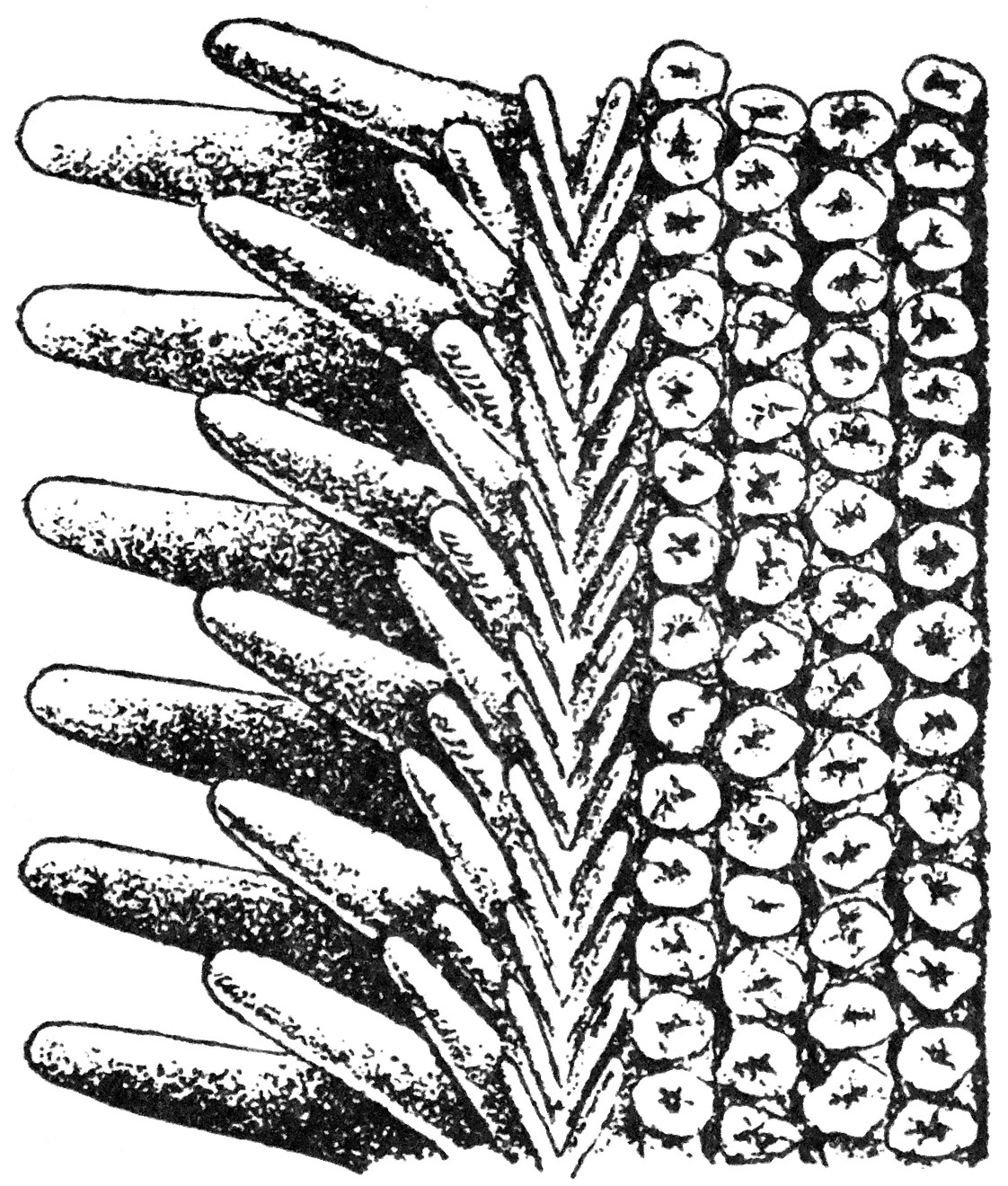 Sclerasterias eustyla