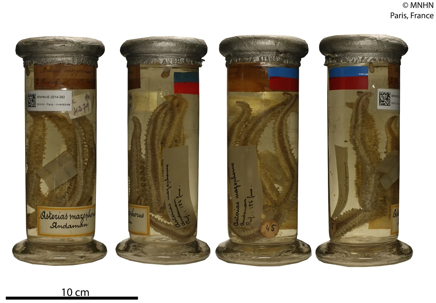 Sclerasterias mazophora