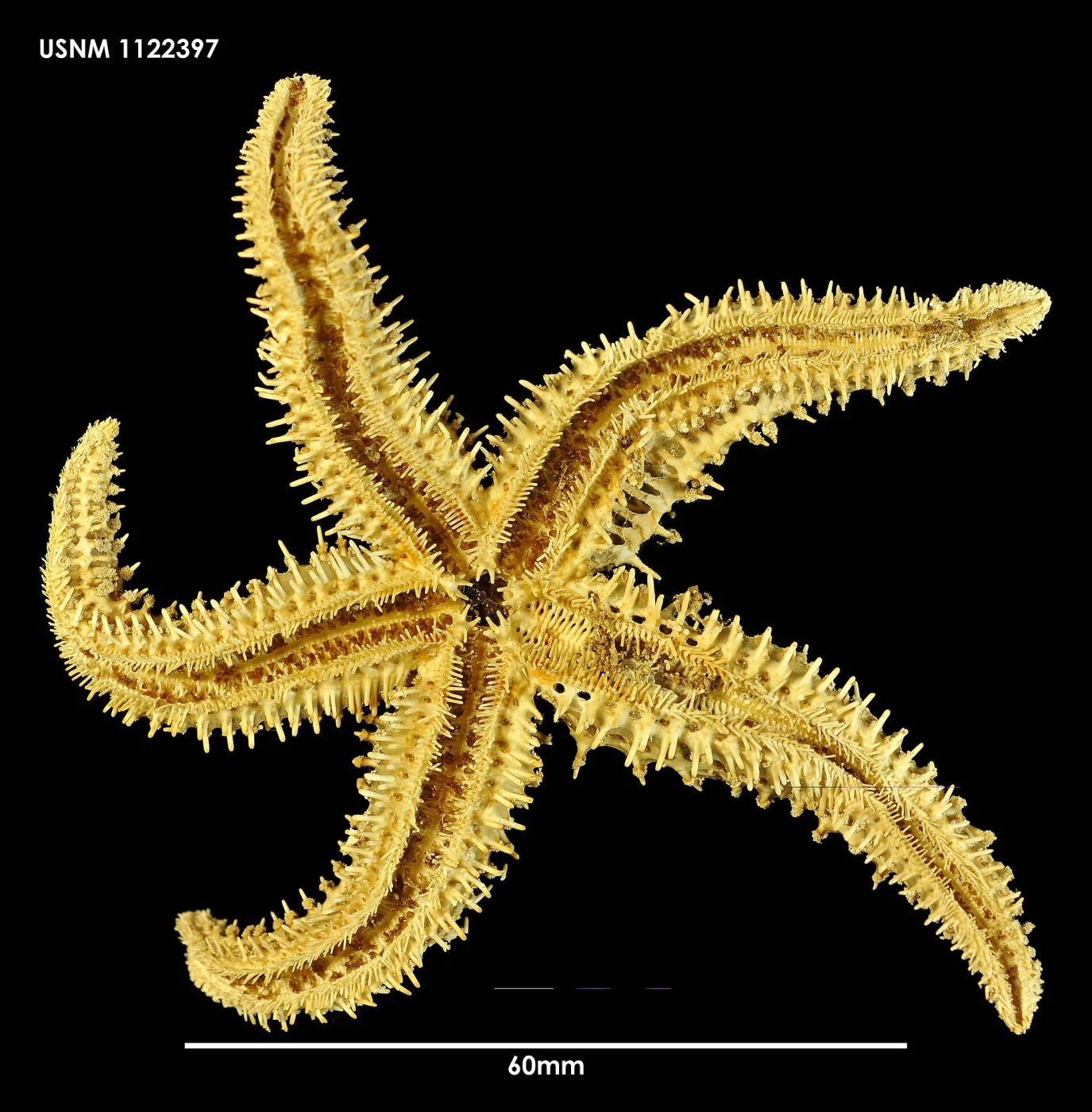 Sclerasterias mollis