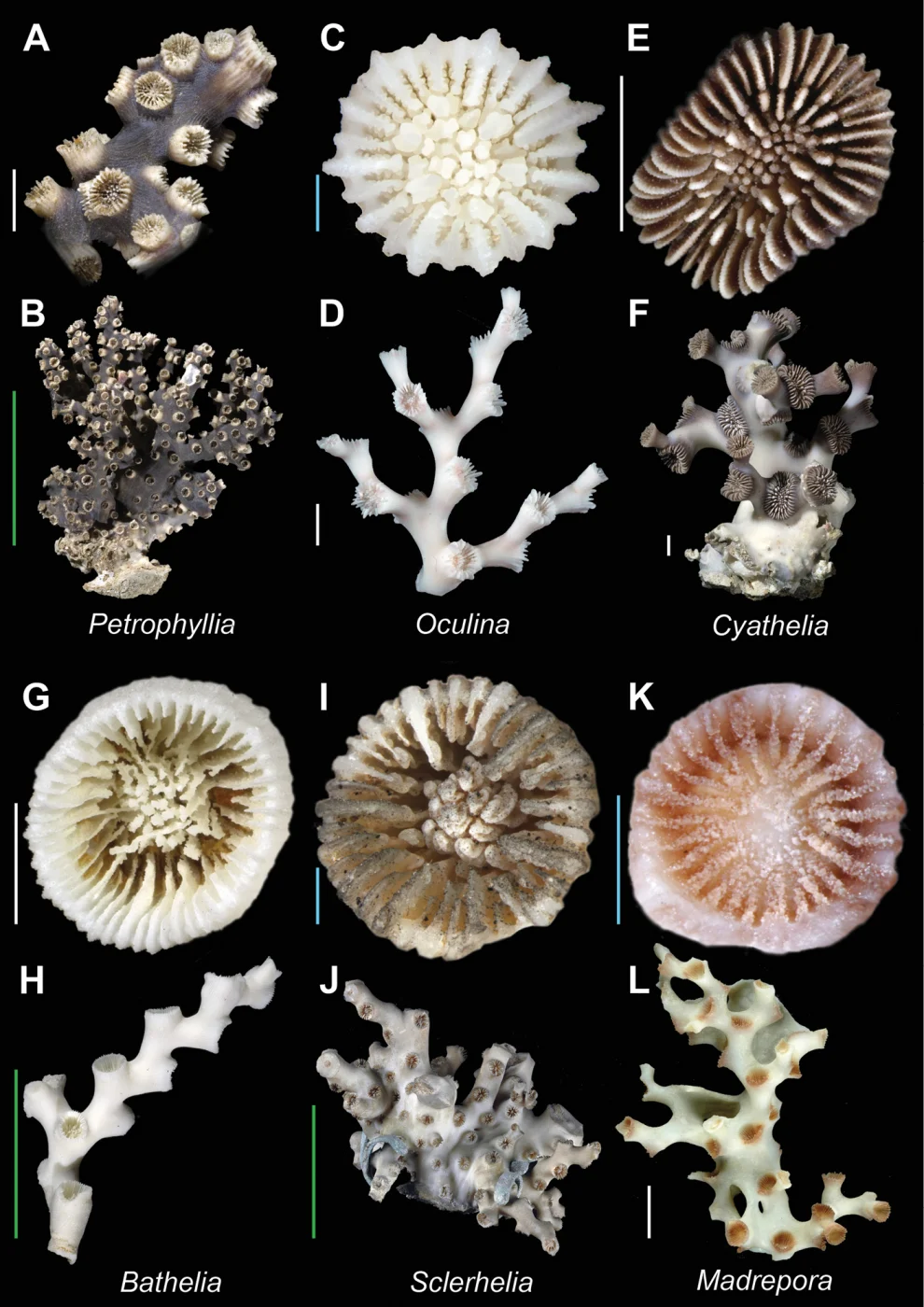 Sclerhelia hirtella