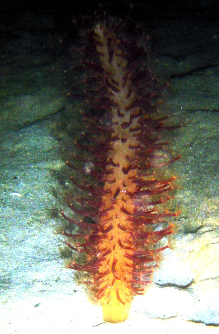 Sclerobelemnon gracile