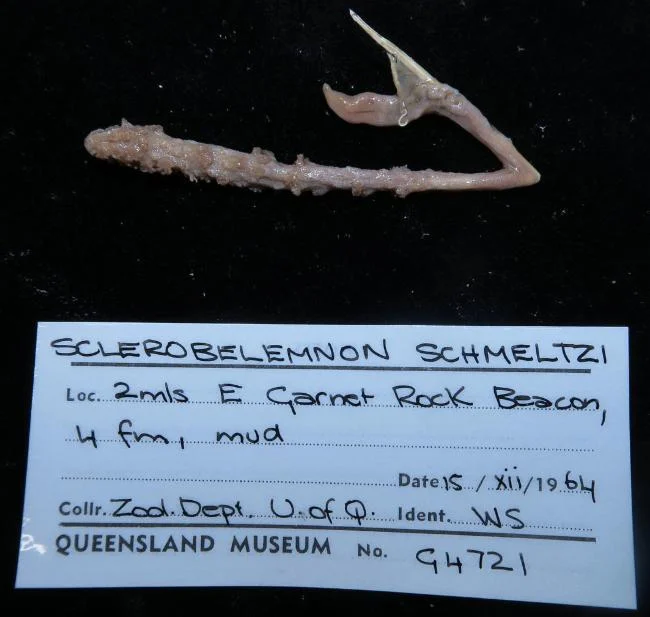 Sclerobelemnon schmeltzii