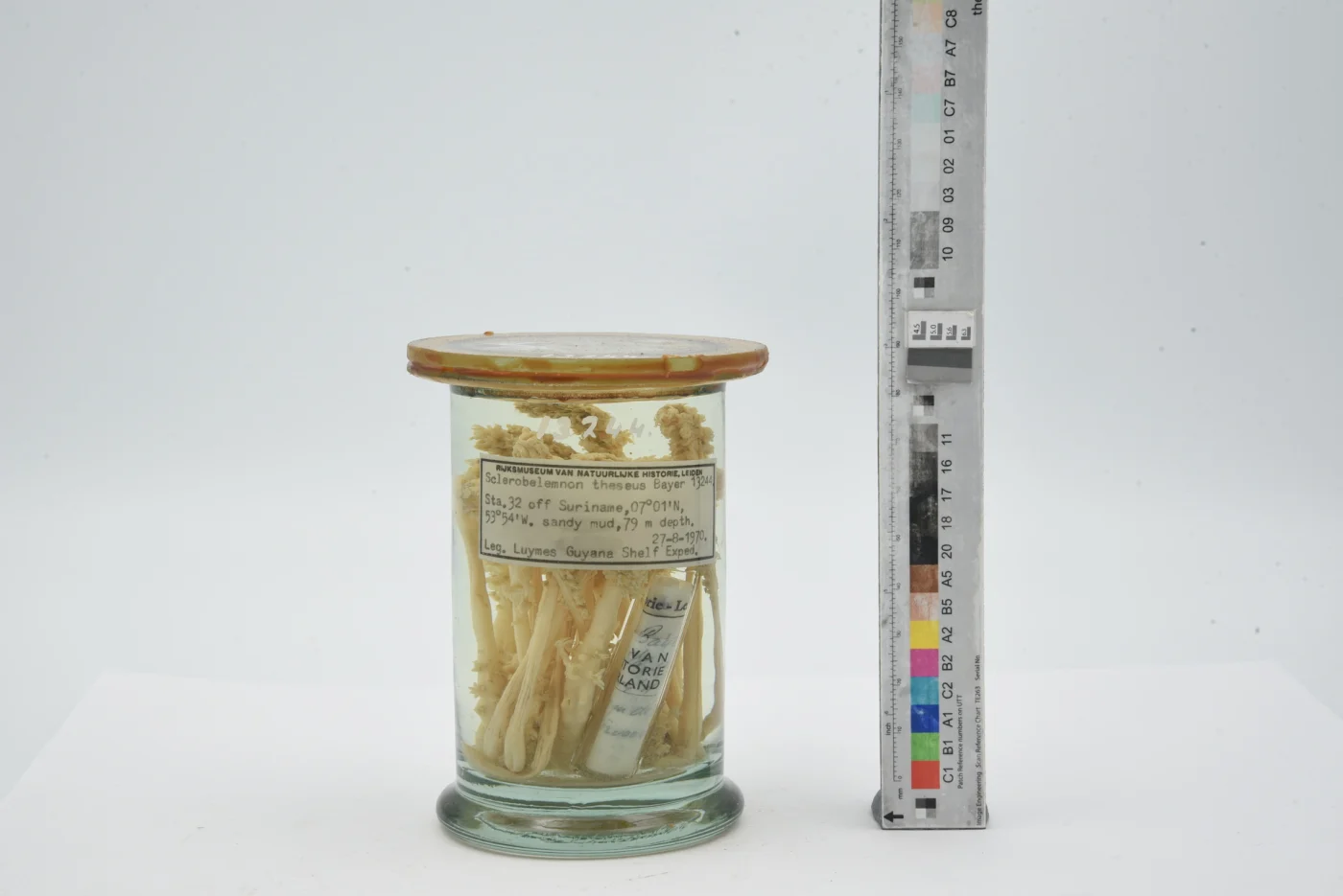 Sclerobelemnon theseus