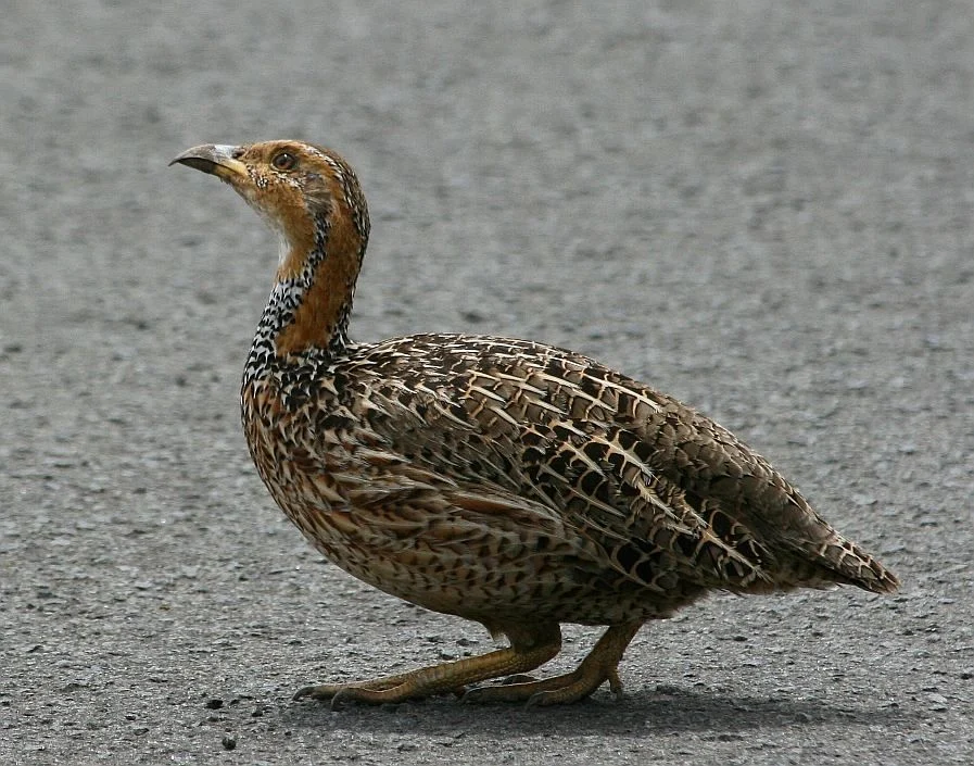 Shelley's Francolin