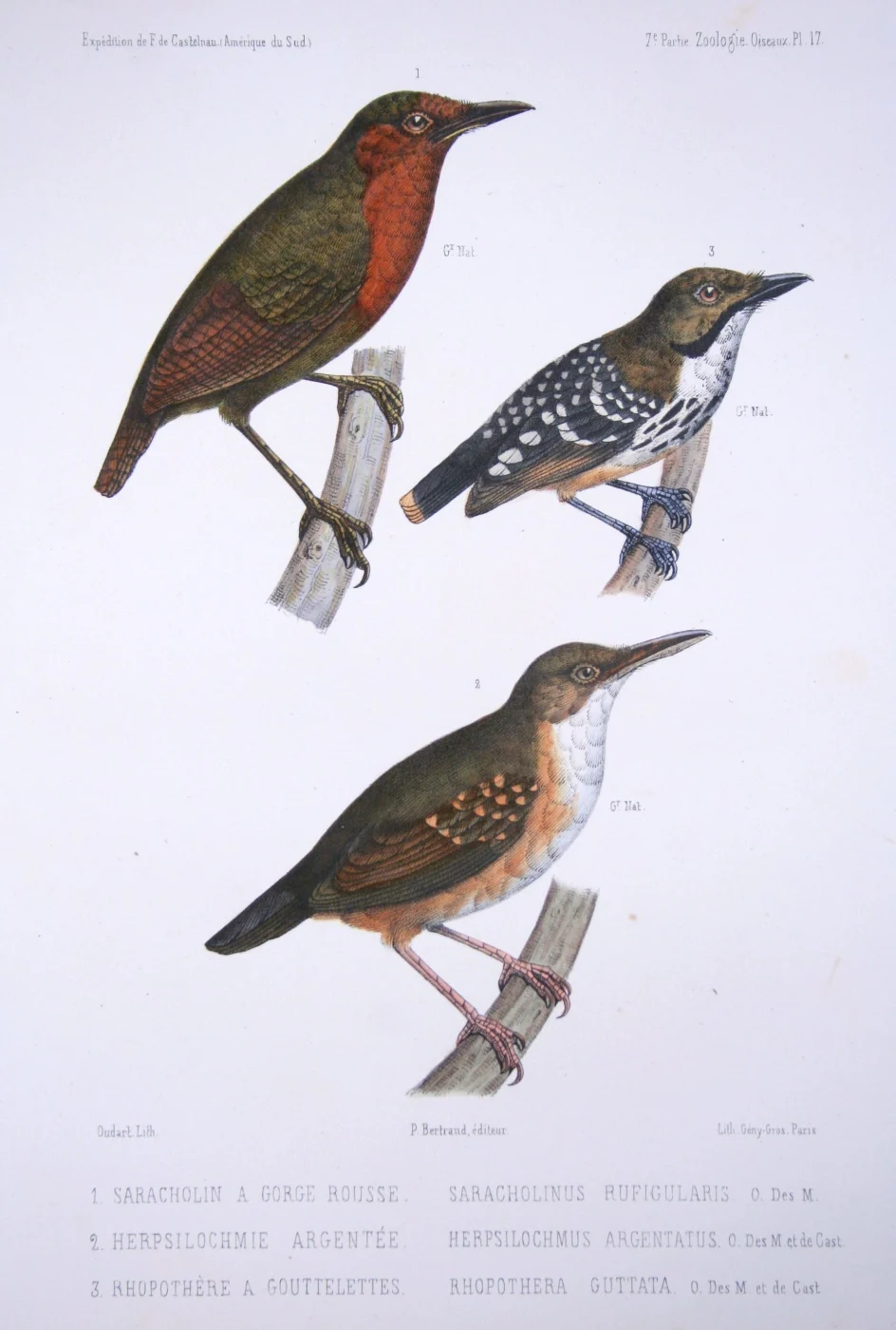 Short-Billed Leaftosser