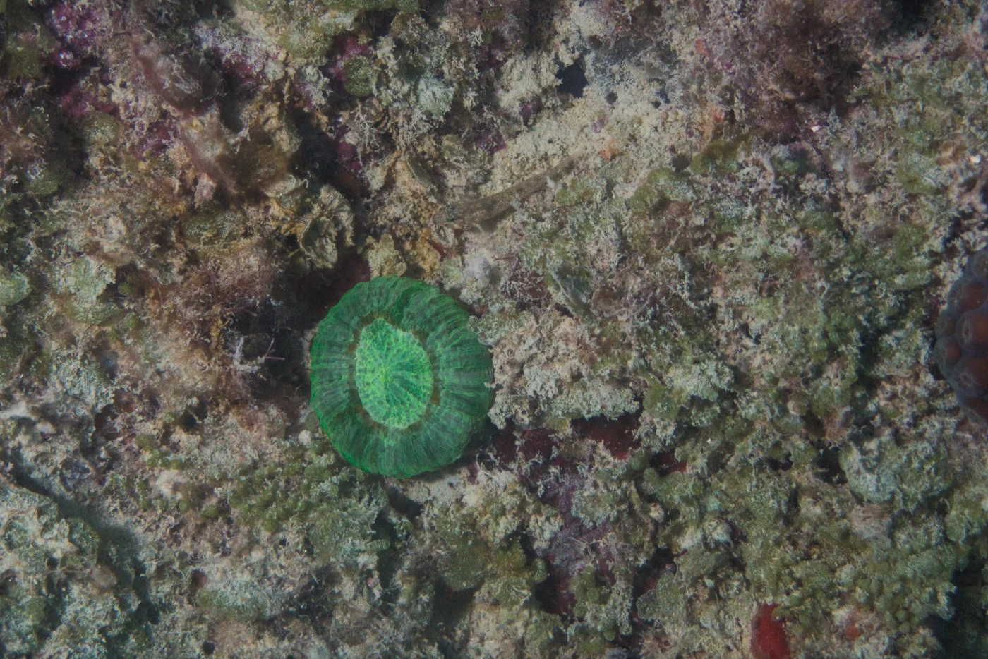 solitary disk coral
