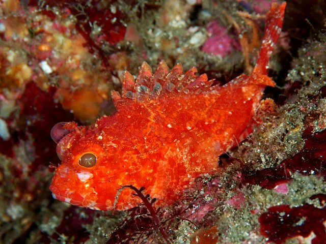 shortfin scorpionfish
