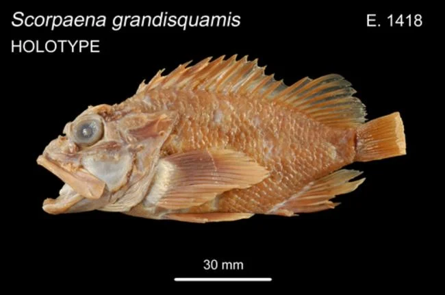Scorpaena grandisquamis