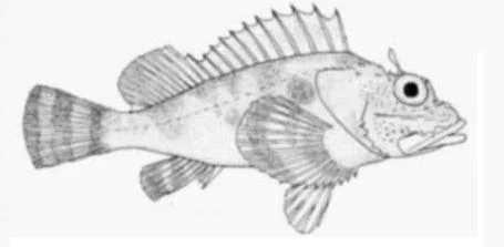 player scorpionfish