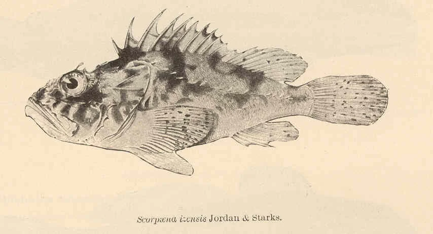 Scorpaena izensis