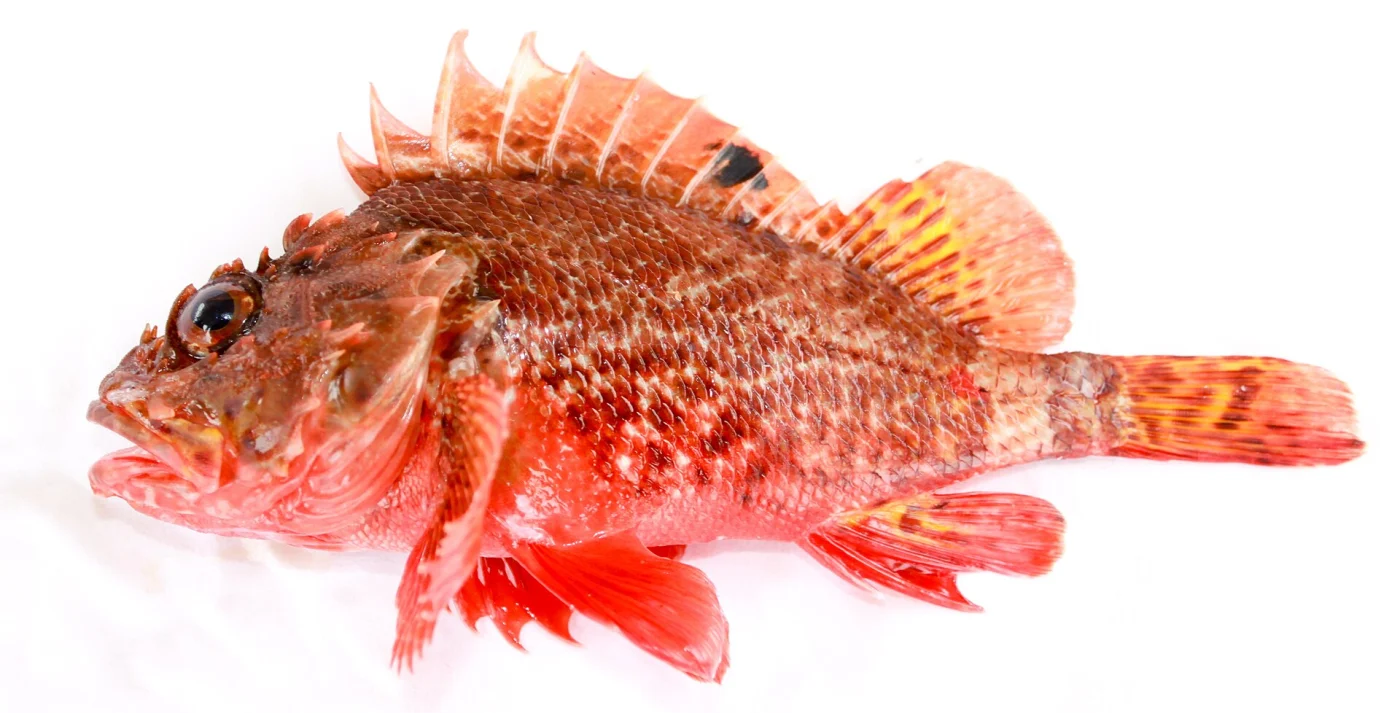 Scorpaena papillosa