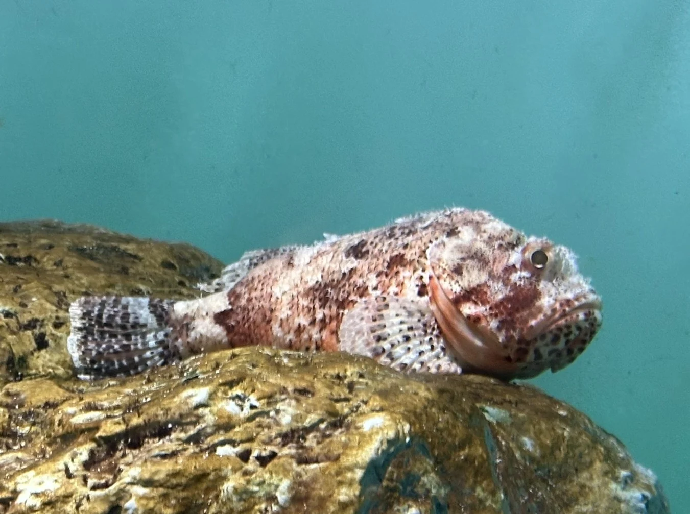 Western Red Rockcod