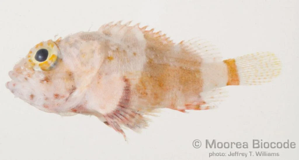 Atoll Scorpionfish