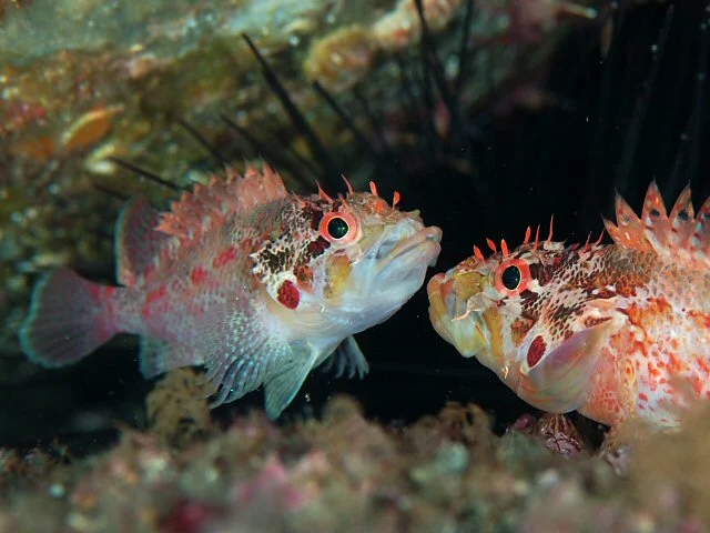 Scorpaenodes muciparus