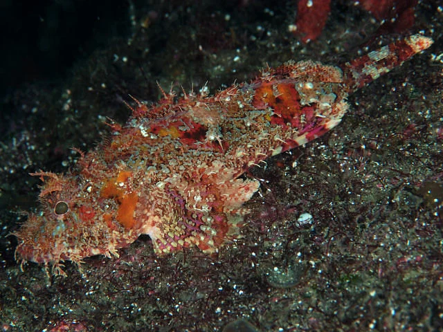 Weedy Scorpionfish