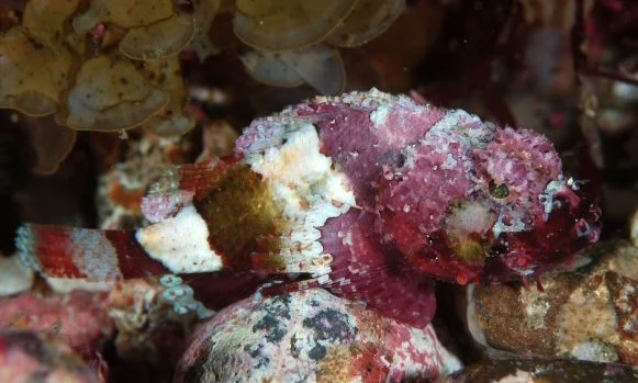 Sculpin Scorpionfish
