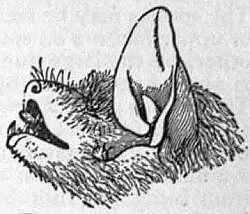 Harlequin Bat