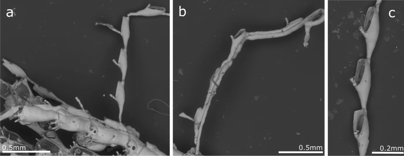 Scruparia ambigua