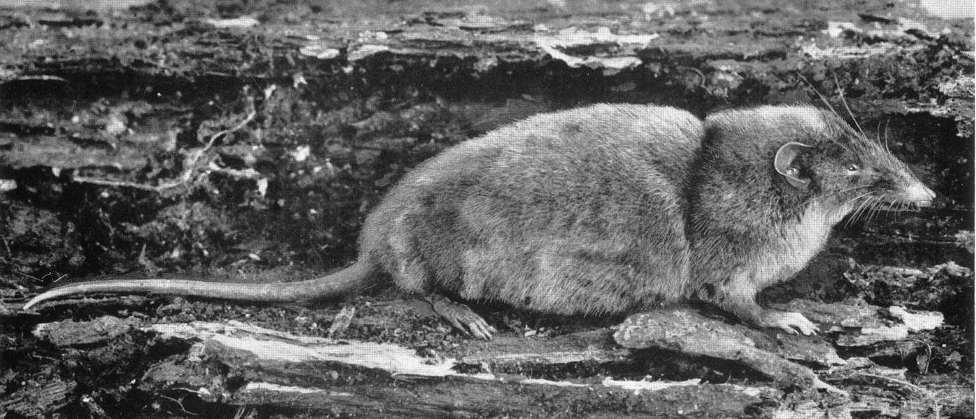 Armored Hero Shrew