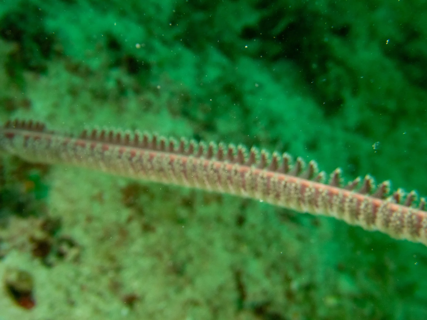 Scytalium tentaculatum