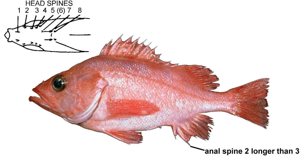 aurora rockfish
