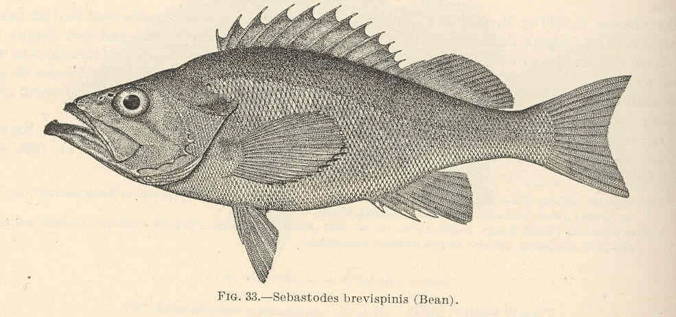 silvergray rockfish