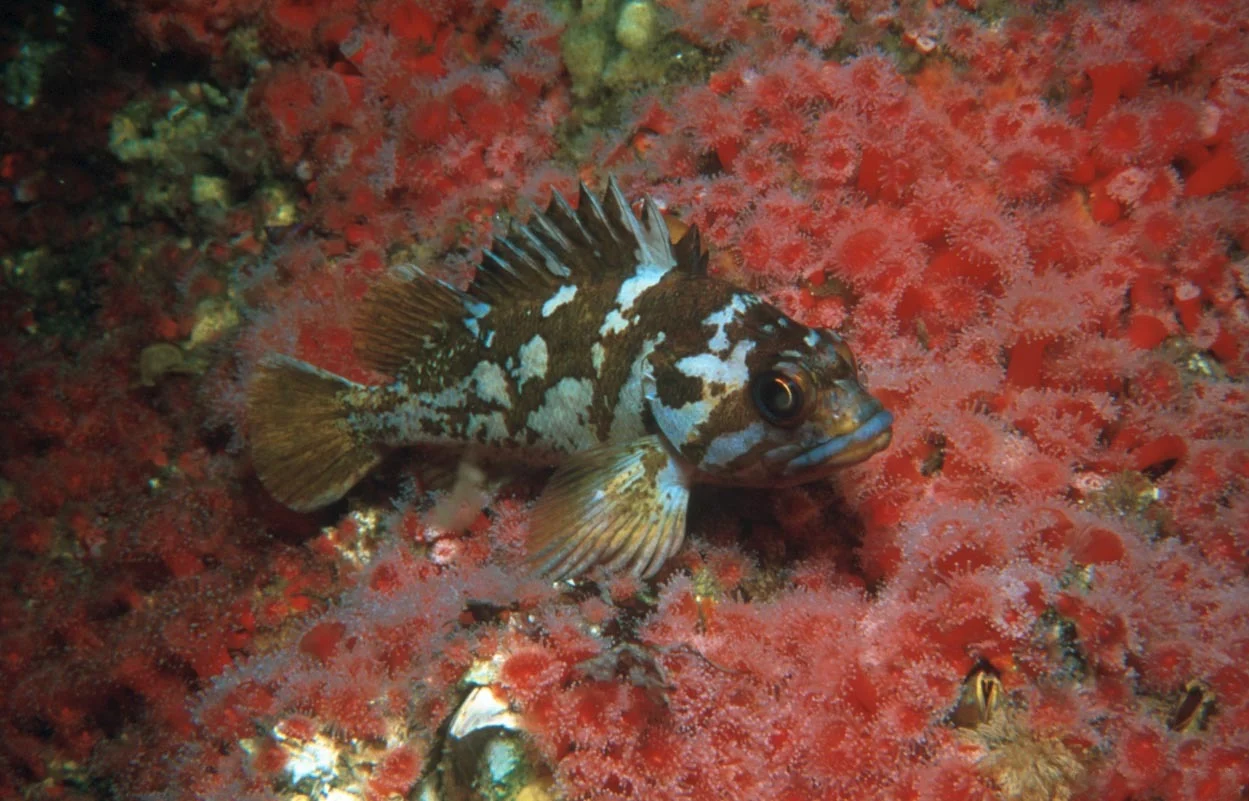 gopher rockfish