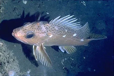 greenspotted rockfish