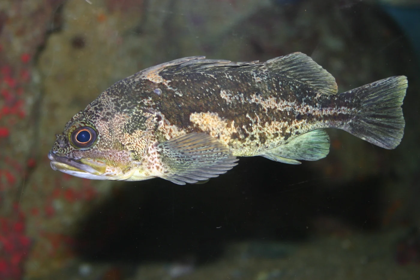 black-and-yellow rockfish