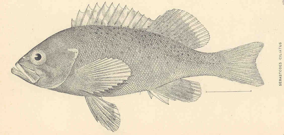 dusky rockfish