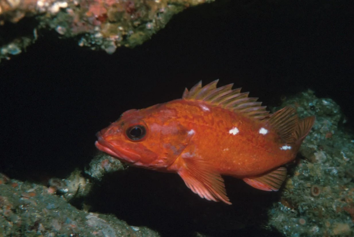starry rockfish