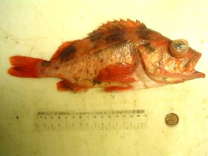darkblotched rockfish