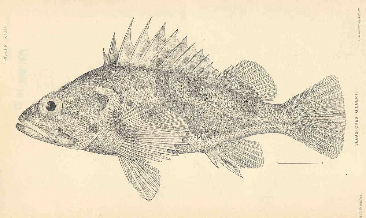 calico rockfish