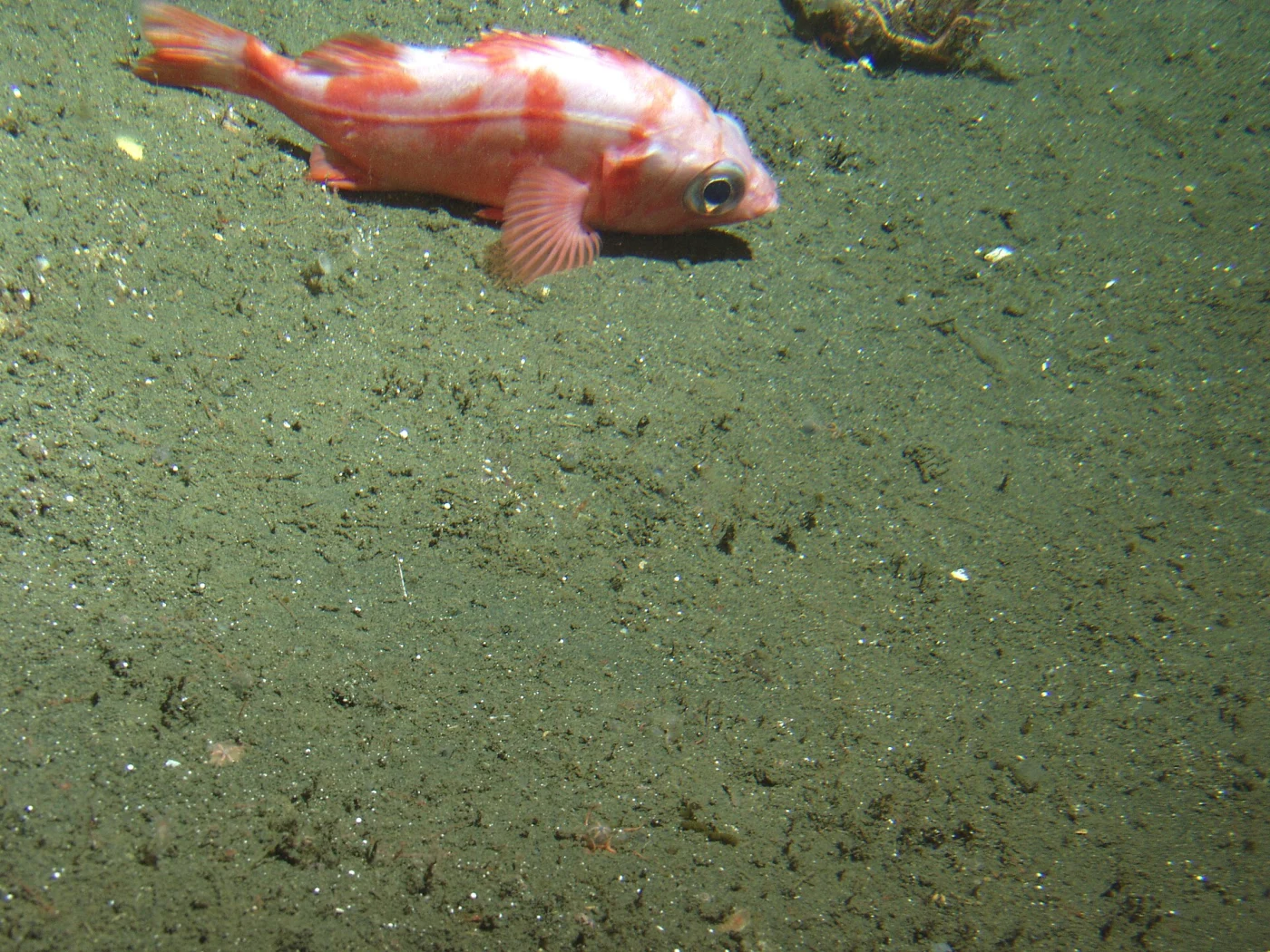 splitnose rockfish