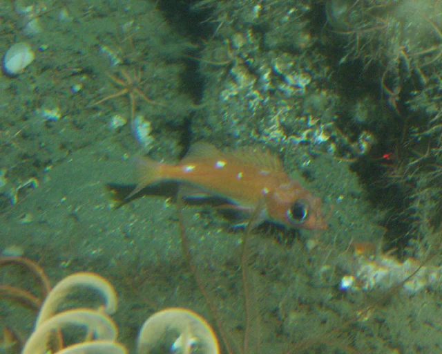 swordspine rockfish