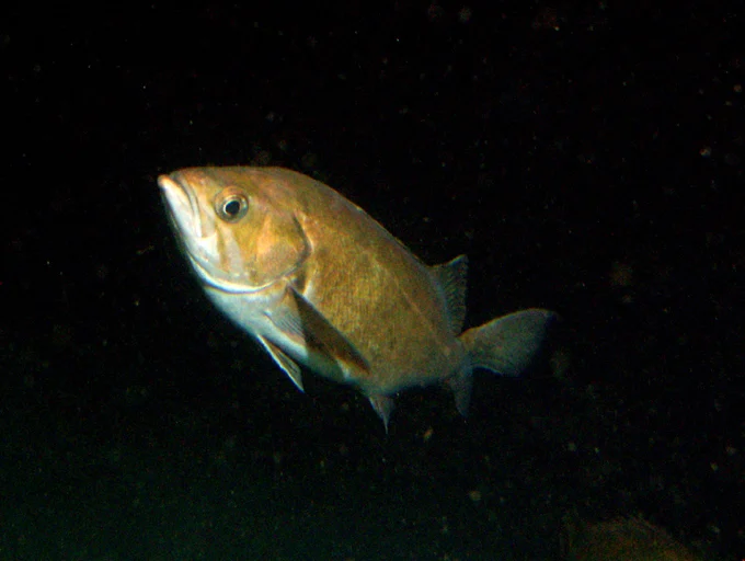 widow rockfish