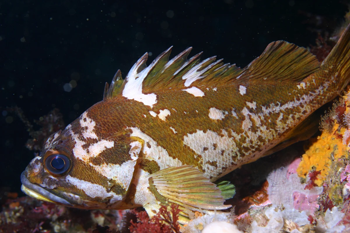 pink rockfish