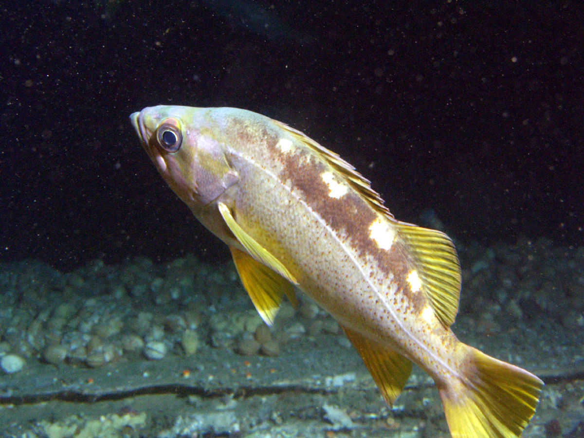 yellowtail rockfish